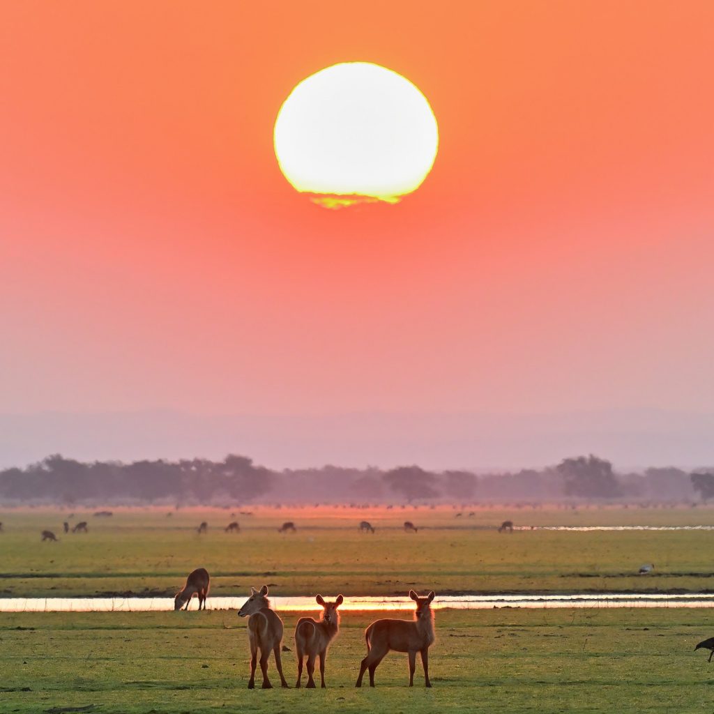 Sunset over river floodplains and waterbucks in Gorongosa National Park, Mozambique