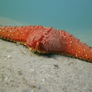 14 Day Wildlife & Waterscapes Safari: Kruger & Mozambique Coast