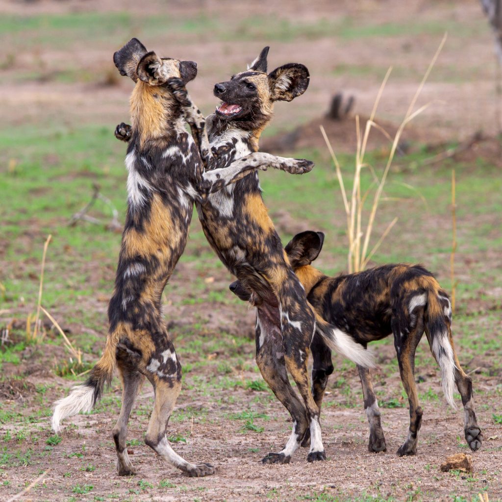 Three African wild dogs, or painted dogs, playing together