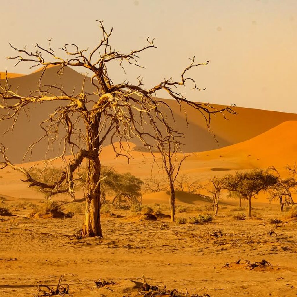 Tree in Namib Desert