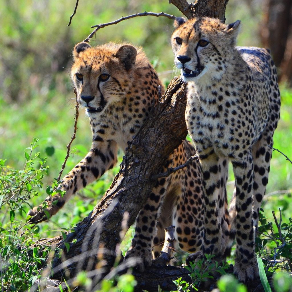 Two cheetahs in Kruger National park