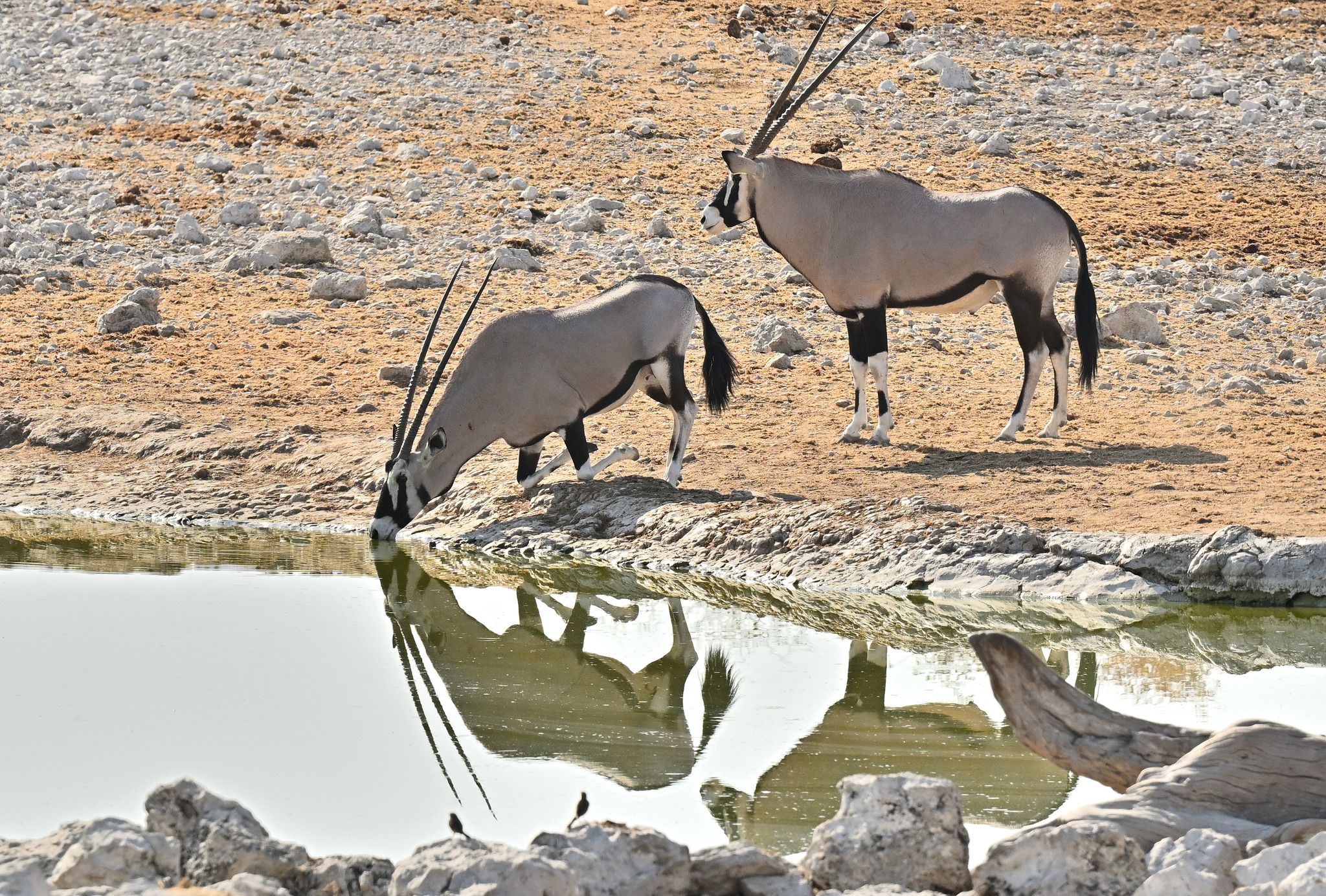 Best Game Viewing in Southern Africa