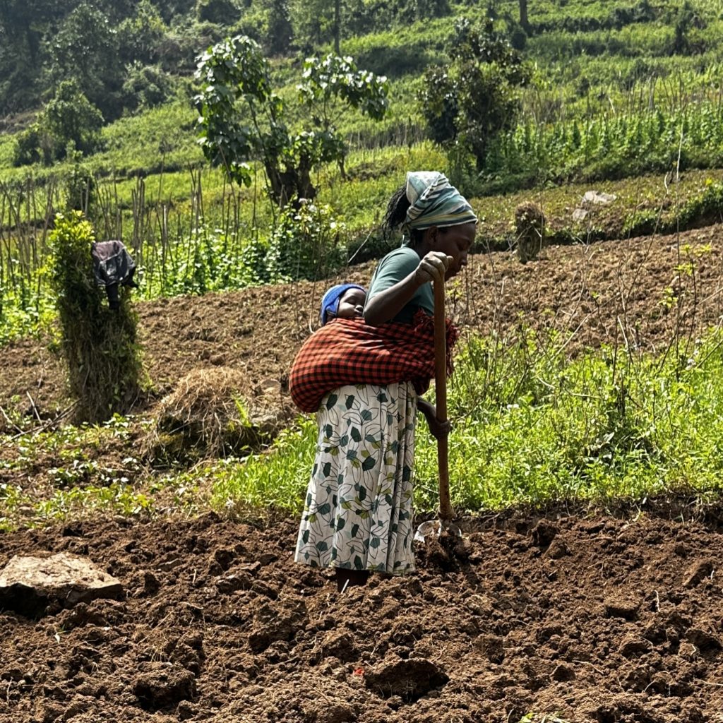 Ugandan woman with baby on her back hoeing in steeped terraced farm