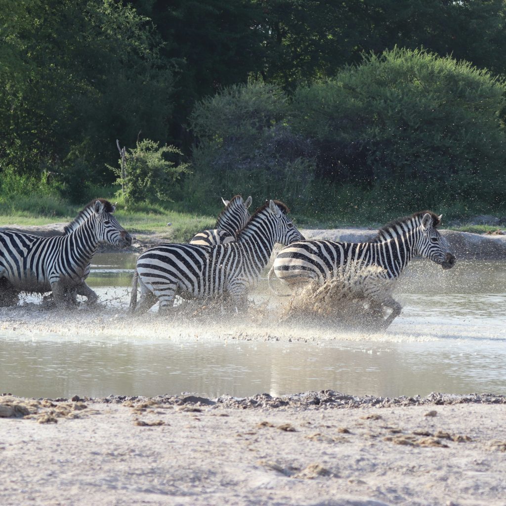 Zebras running through water in Makgadikgadi Pans