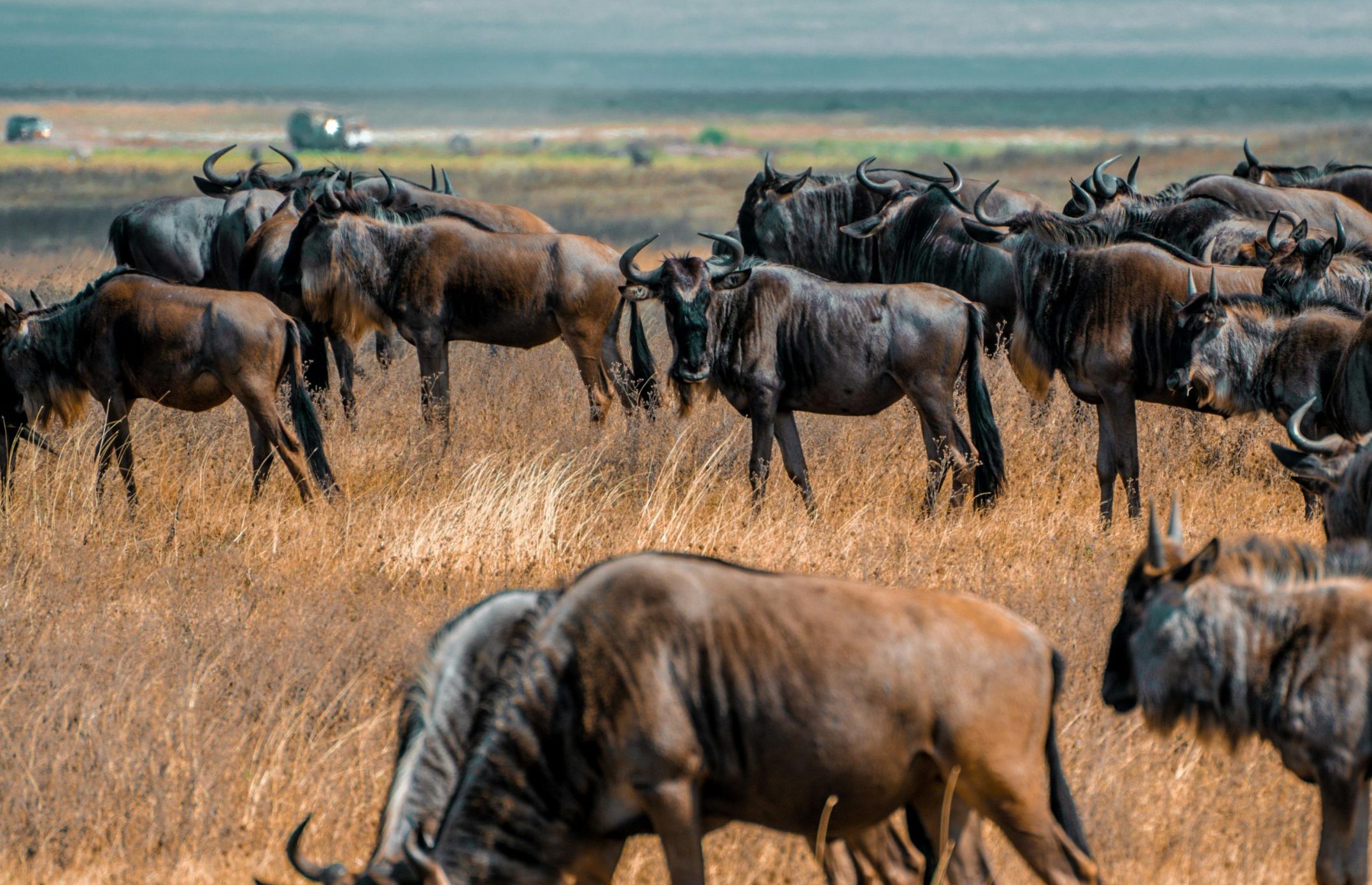 Liuwa Plain National Park
