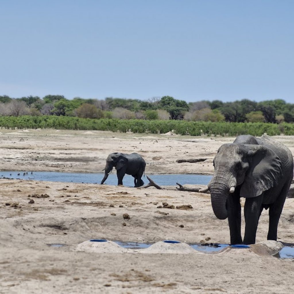 Mana pools elephant