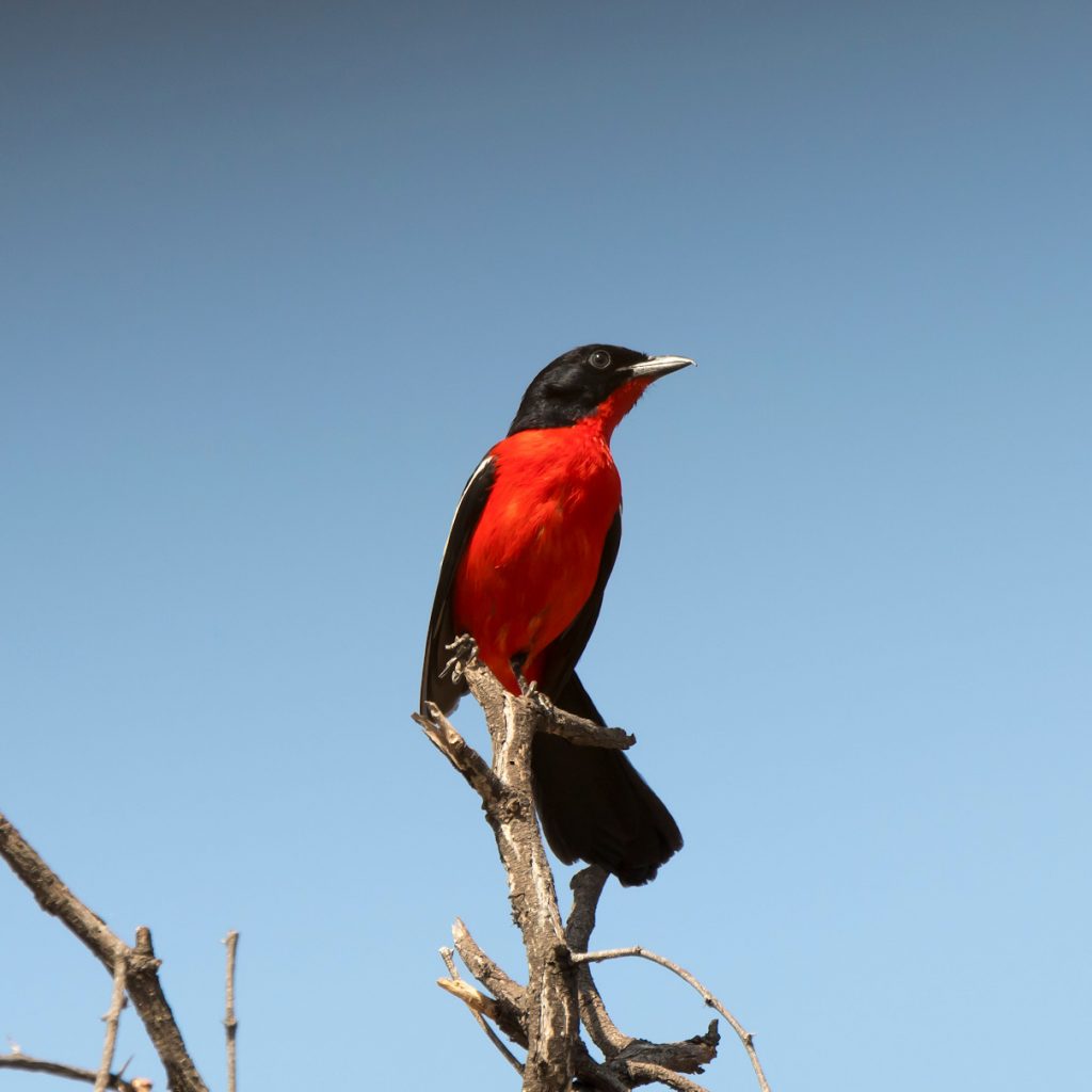 crimson-breasted-shrike-in-hwange-national-park-zimbabwe