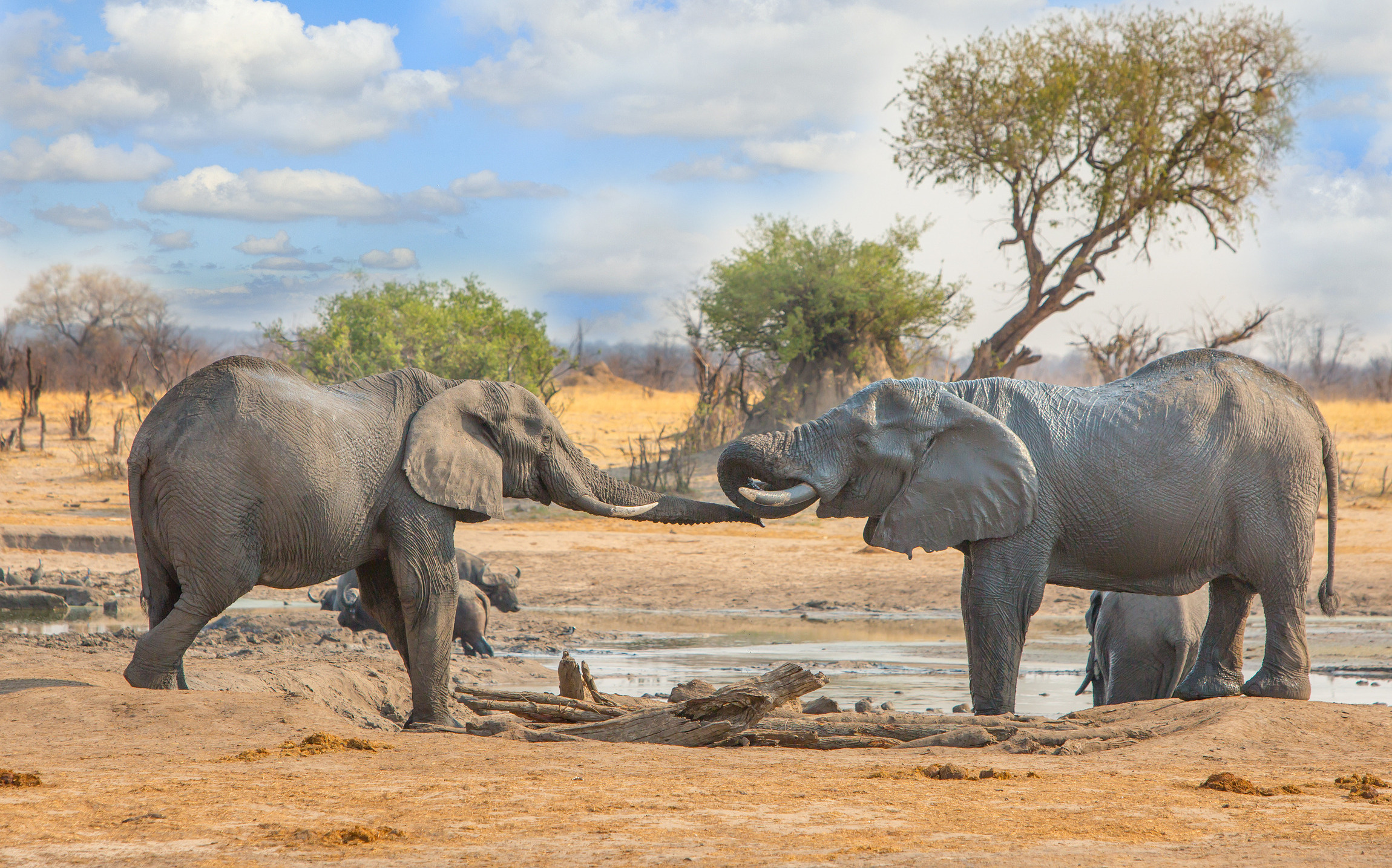 elephants-at-play-in-hwange-national-park-by-watering-hole-in-dry-sandveld