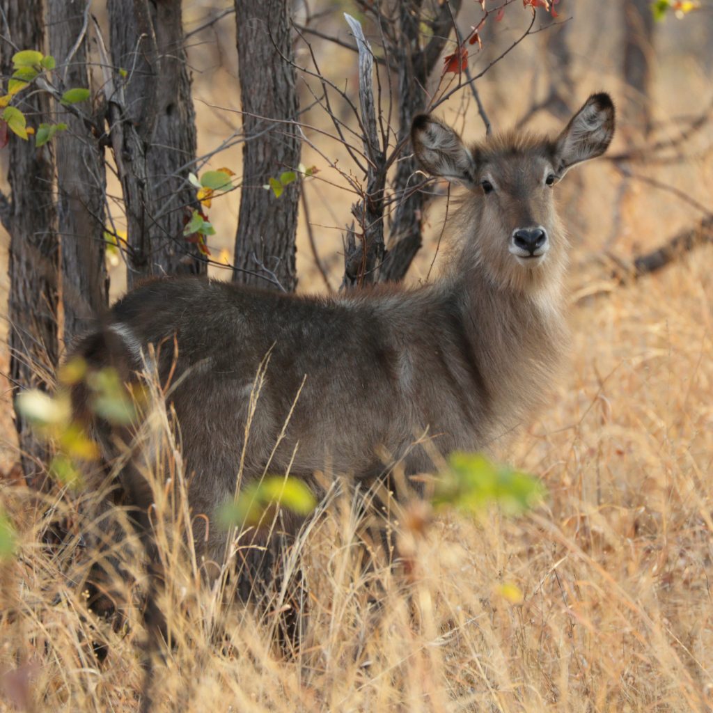 female-waterbuck-kobus-ellipsiprymnus-in-mopane-bush-hwange-national-park