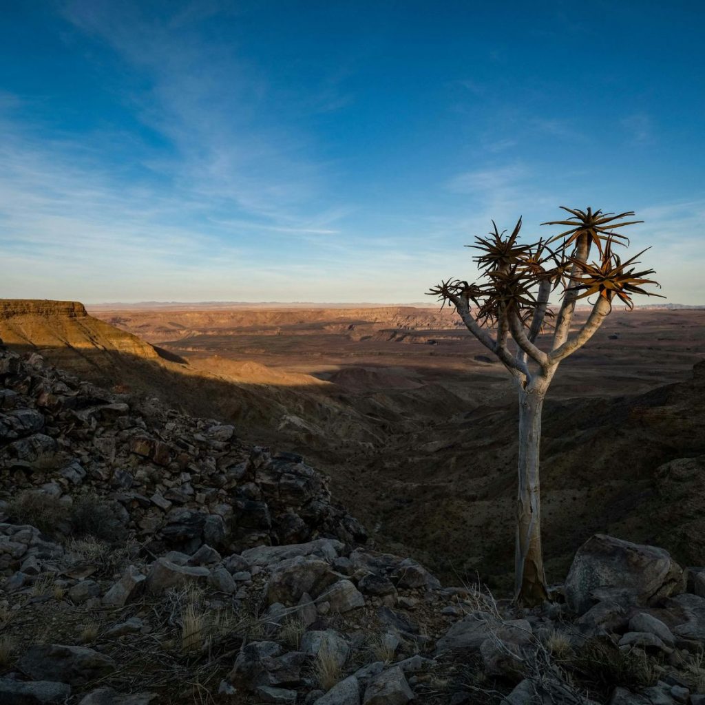 fish river canyon view with quiver tree