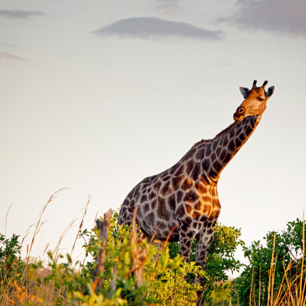 giraffe-in-hwange-national-park-zimbabwe(2)