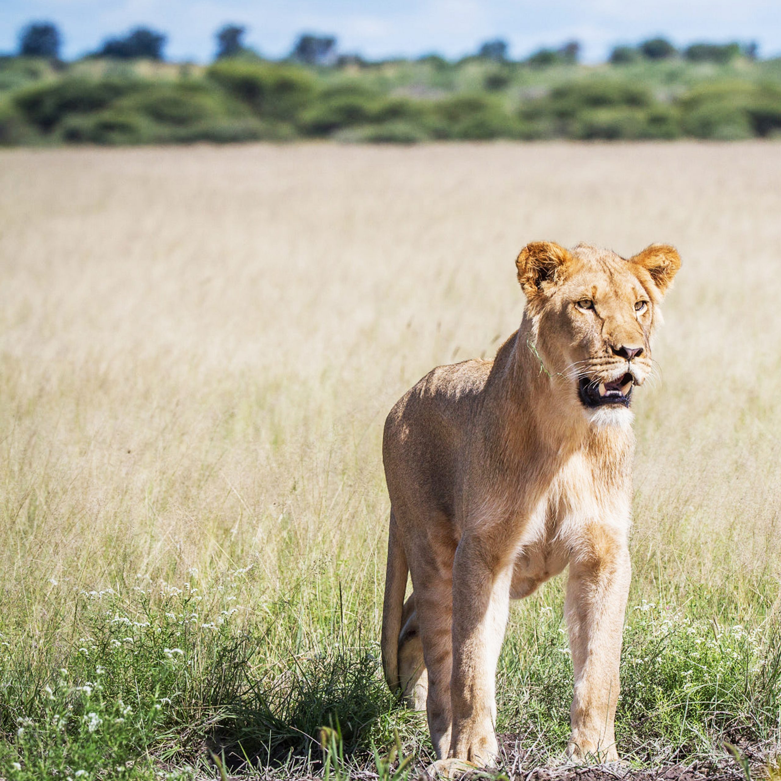 Lioness standing in grass of Makgadikgadi Pans, rainy season, Botswana
