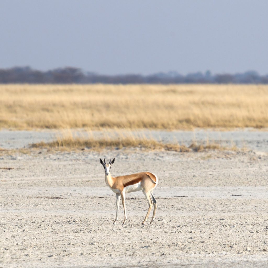 lone-springbok-in-the-makgadikgadi