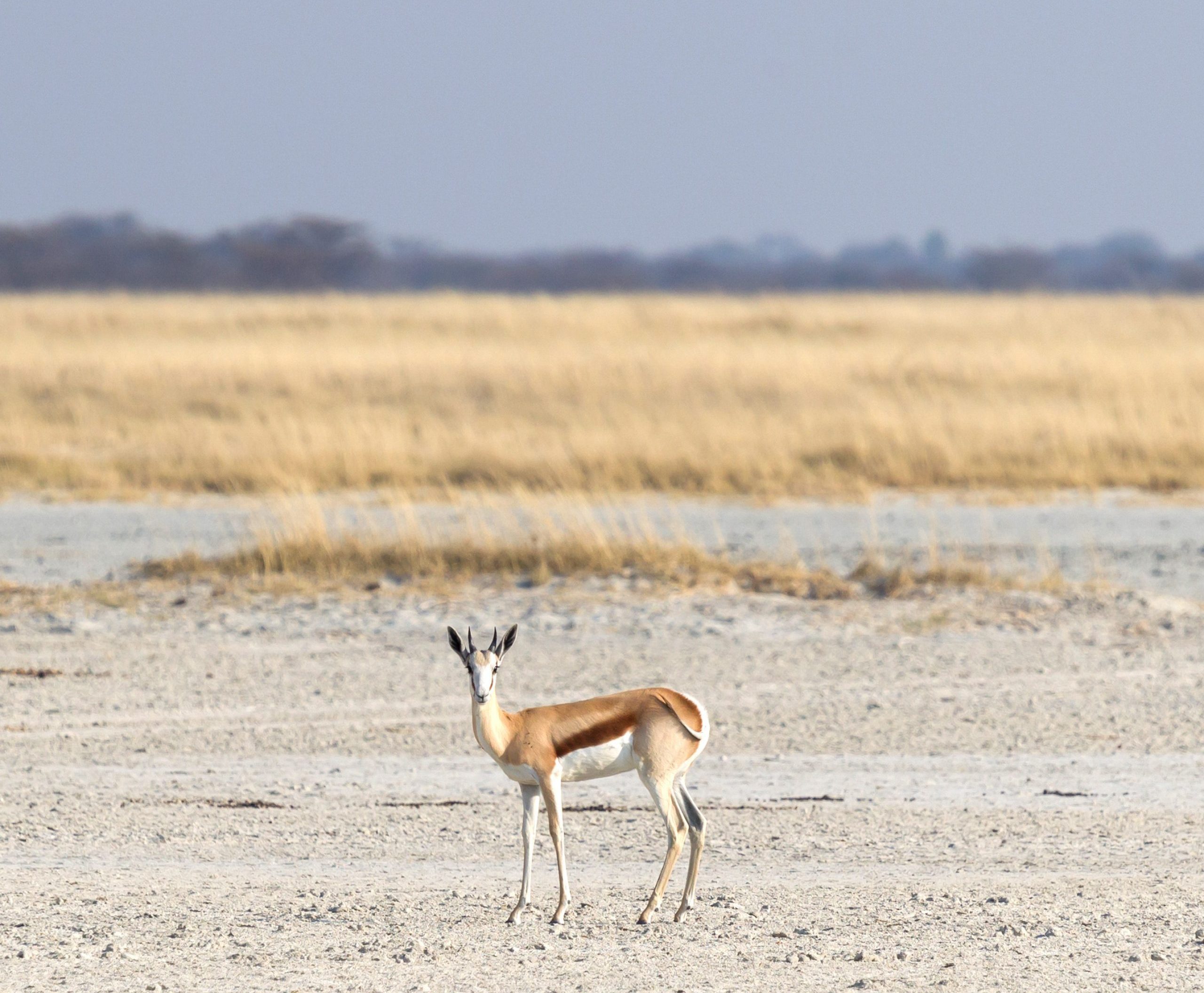 lone-springbok-in-the-makgadikgadi