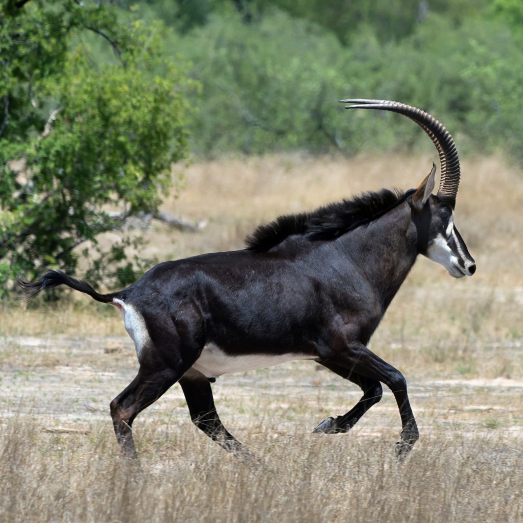 Sable antelope running through Hwange National Park