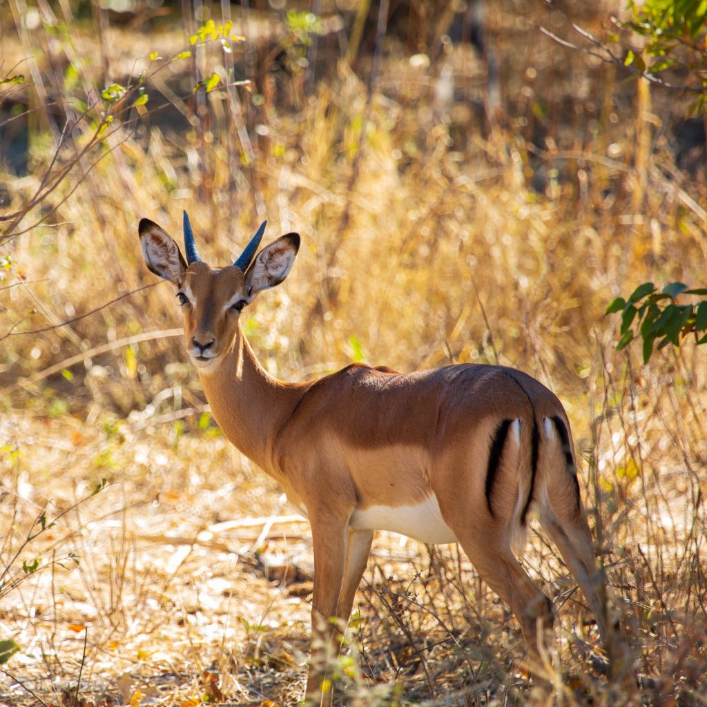 male-steenbok-steinbuck-in-hwange-national-park-zimbabwe-africa(1)