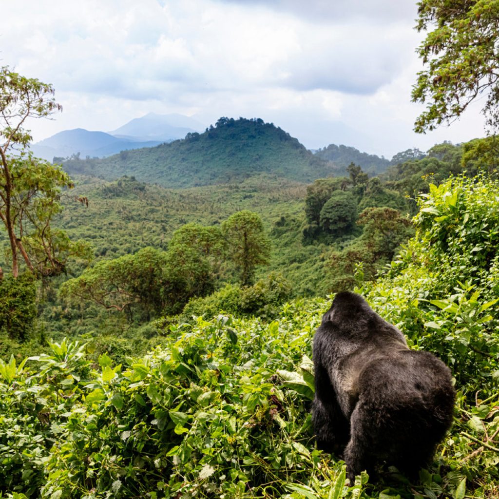 mountain-gorilla-inVirungas-Mountains