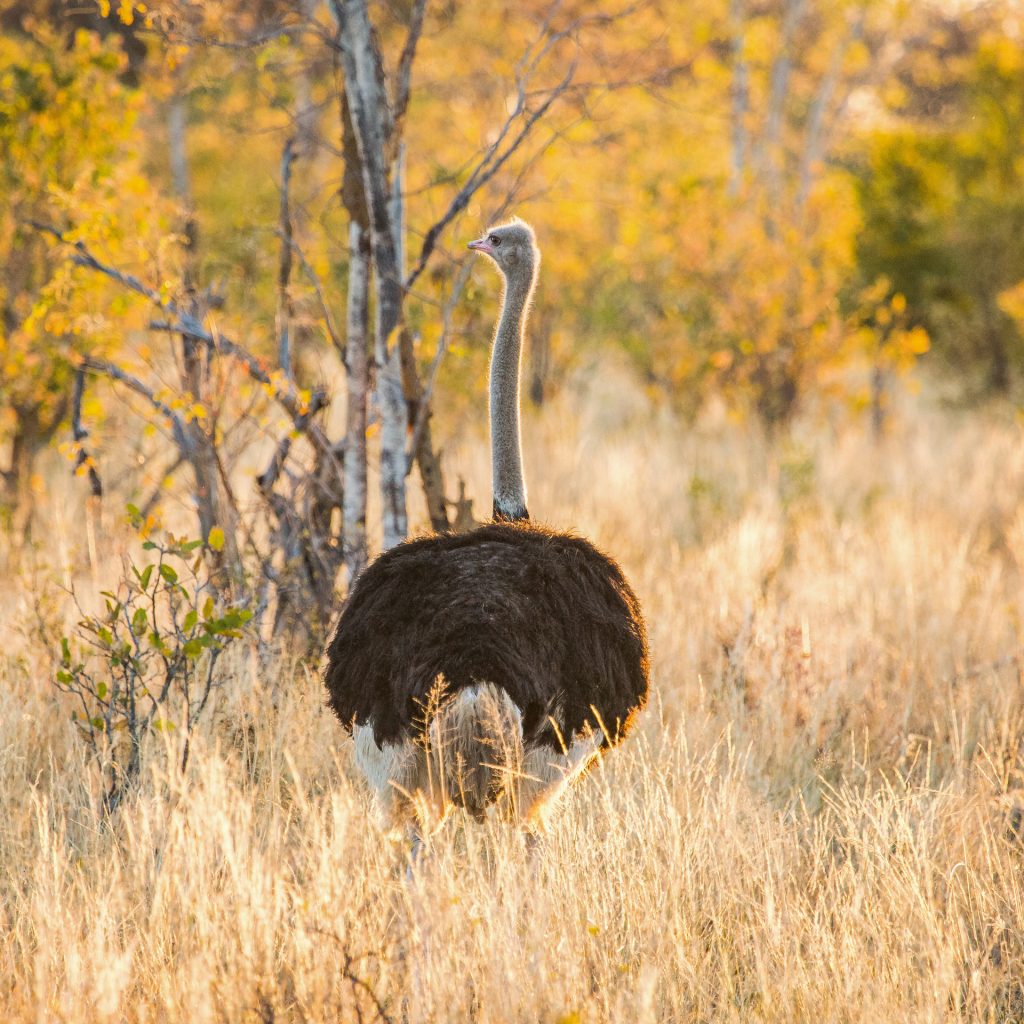ostrich-bird-walking-rear-view-hwange-national-park-zimbabwe-africa