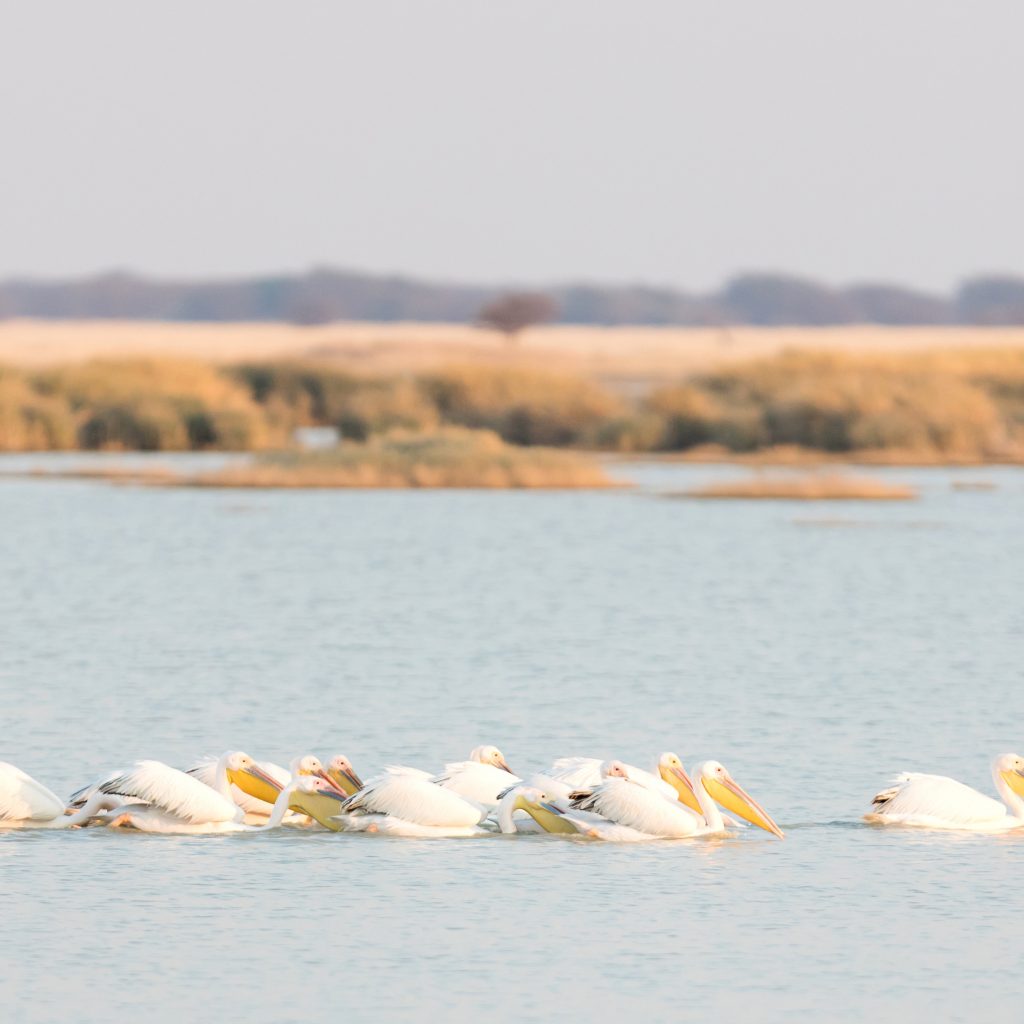 pink-pelicans-on-lake-in-the-makgadikgadi-botswana