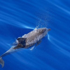 36 Day Cape Town to Victoria Falls and Mozambique Overland