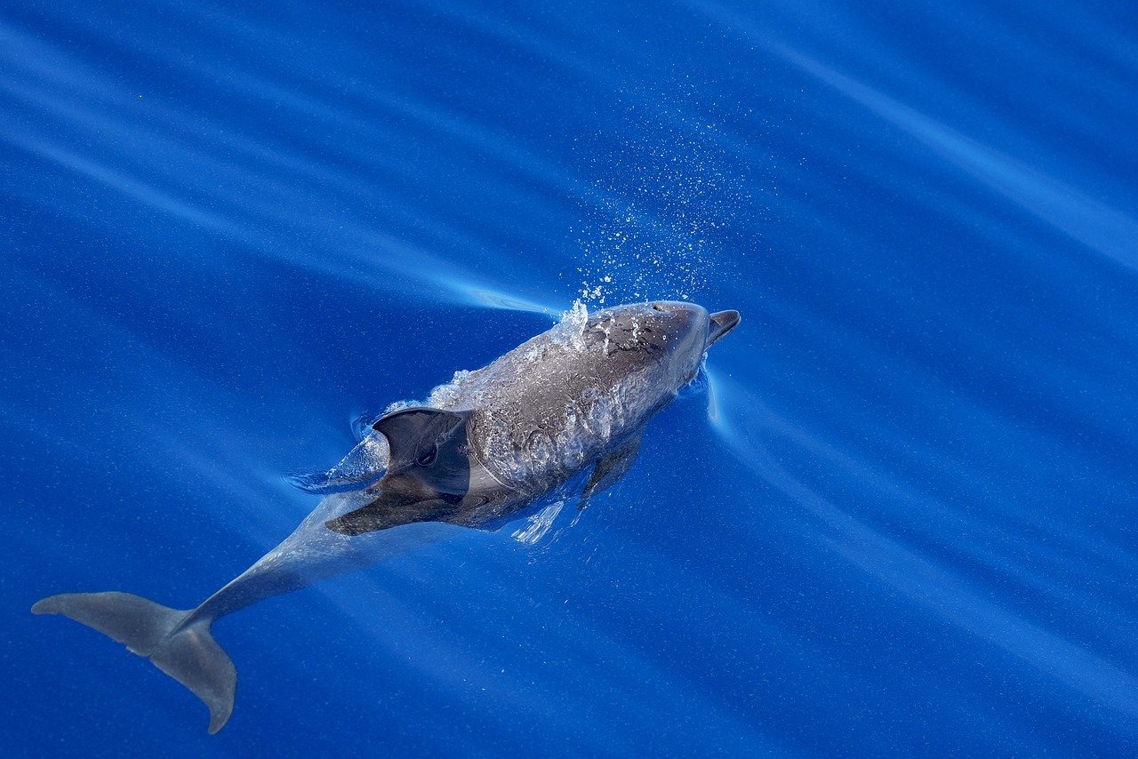 36 Day Cape Town to Victoria Falls and Mozambique Overland