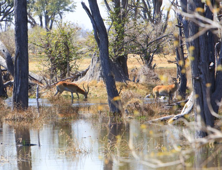 Moremi, Botswana – an Okavango Delta reserve of surprising contrasts