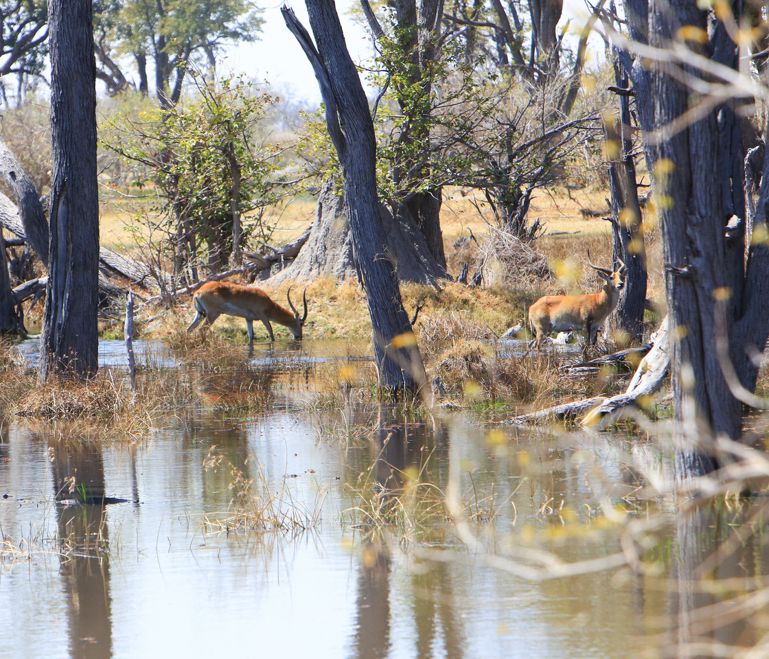 red-lechwes-between-mopane-trees-in-moremi-okavango-delta-botswana