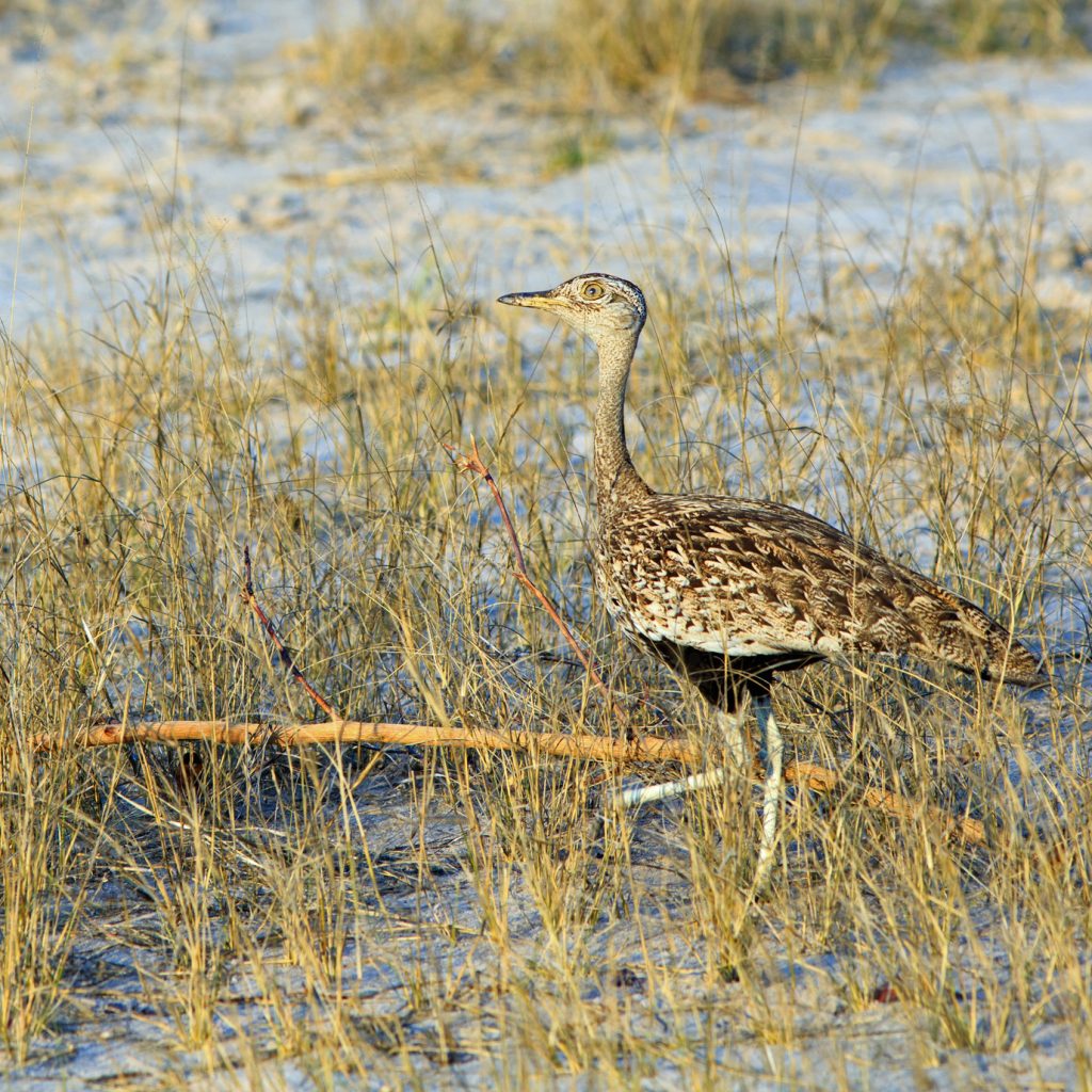 redcrested-korhaan-standing-on-the-grassland-in-hwange-national-park
