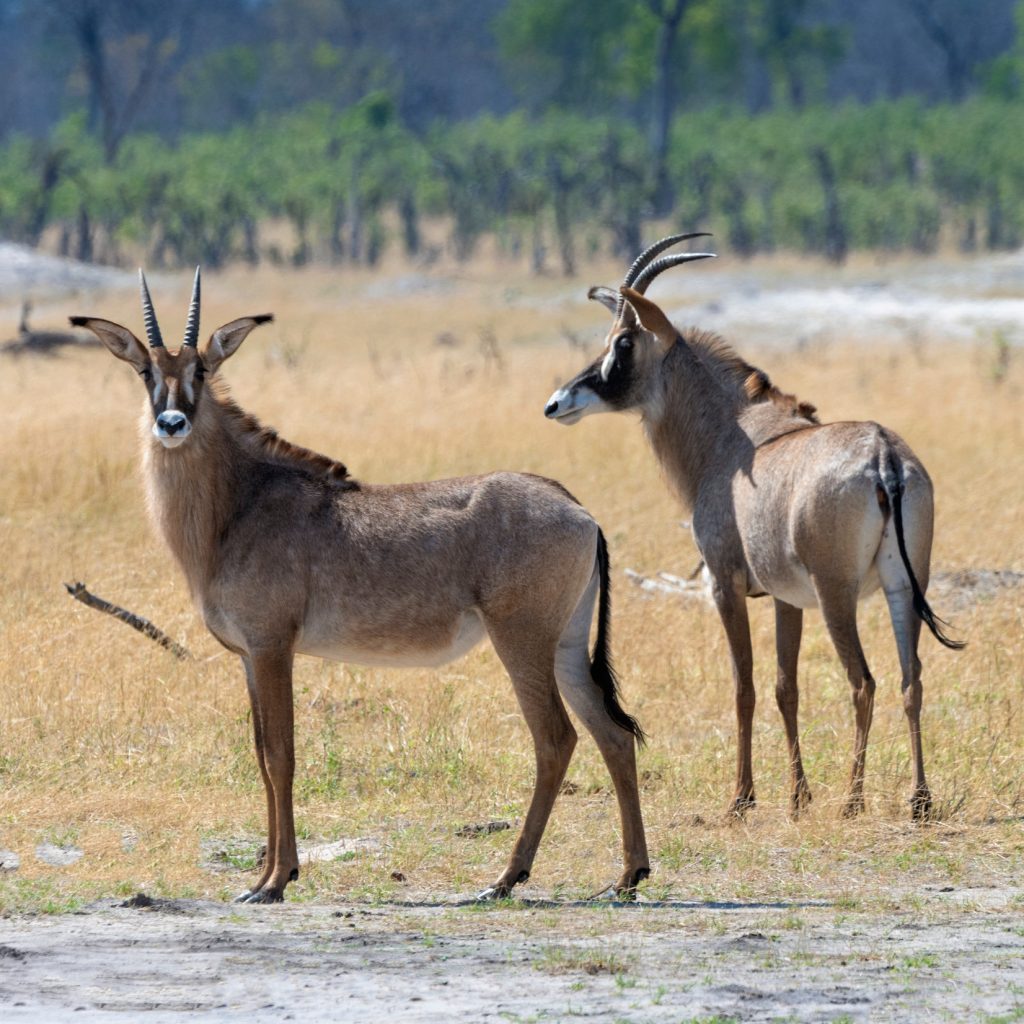 two-roan-antelopes-watching-the-observer-in-hwange-national-park-zimbabwe