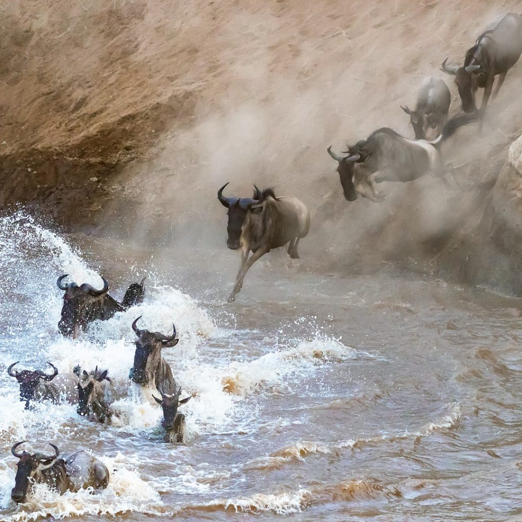 Wildebeest crossing the mara river during the great migration