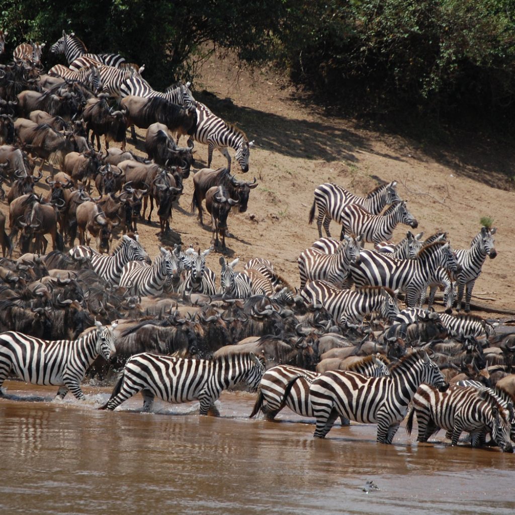 zebras and wildebeests crowd steep riverbank and water on Great Migration river crossing
