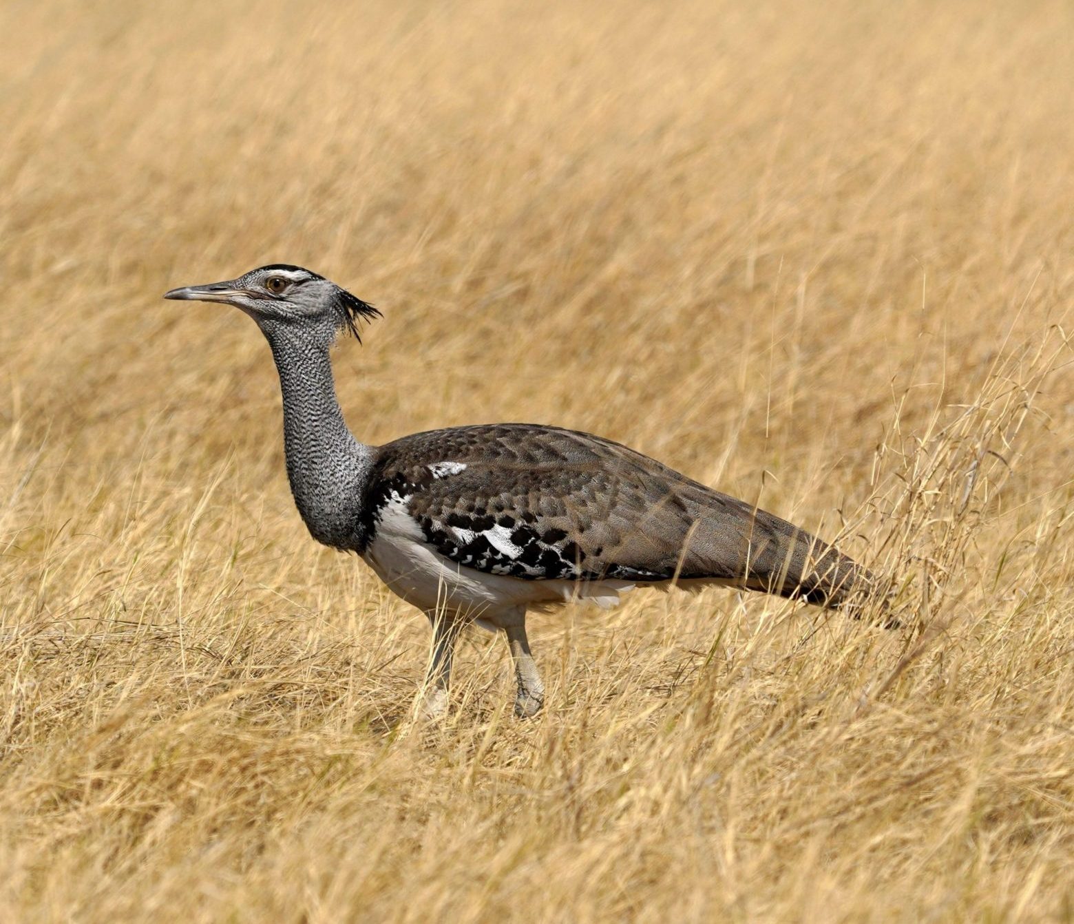 Kori bustard in dry grass of Kruger