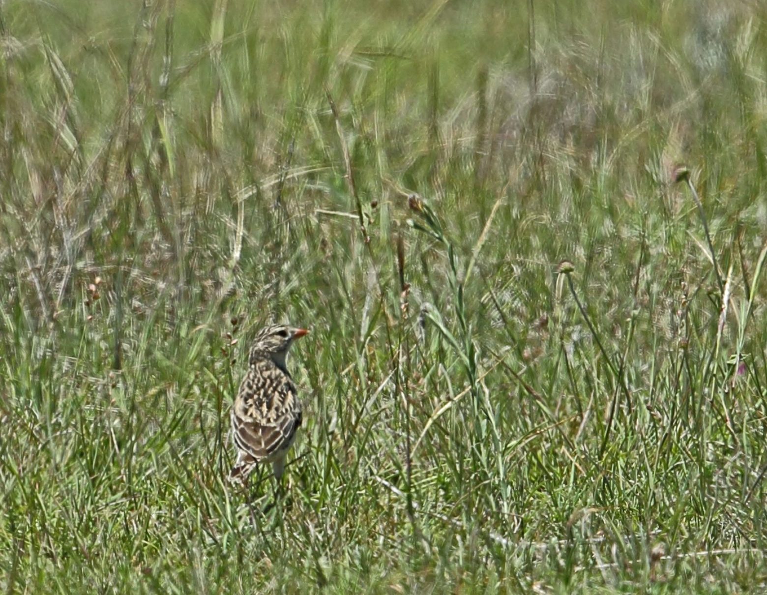 Botha's lark in grass