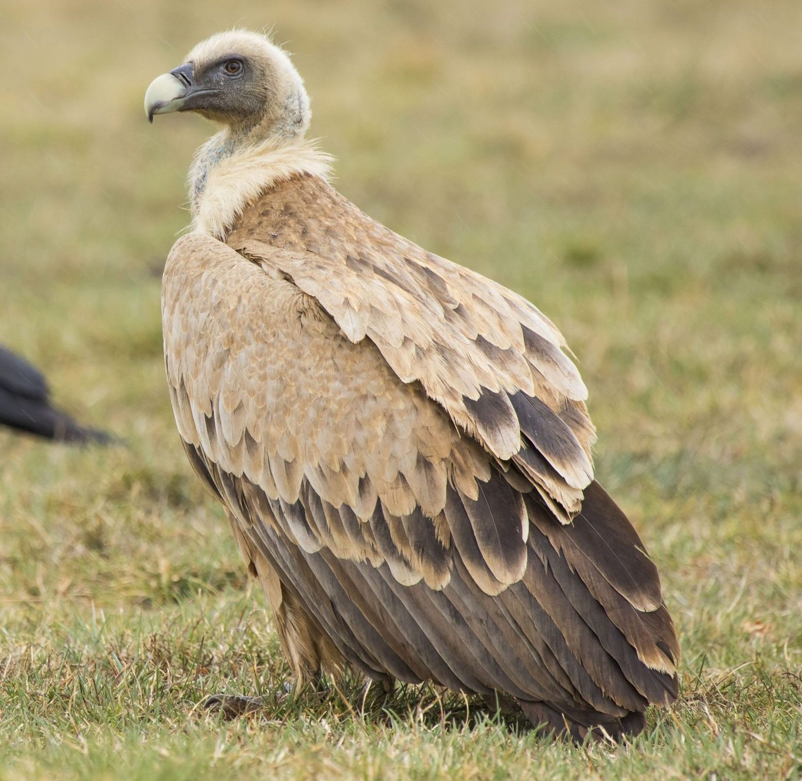 Bearded vulture on grass