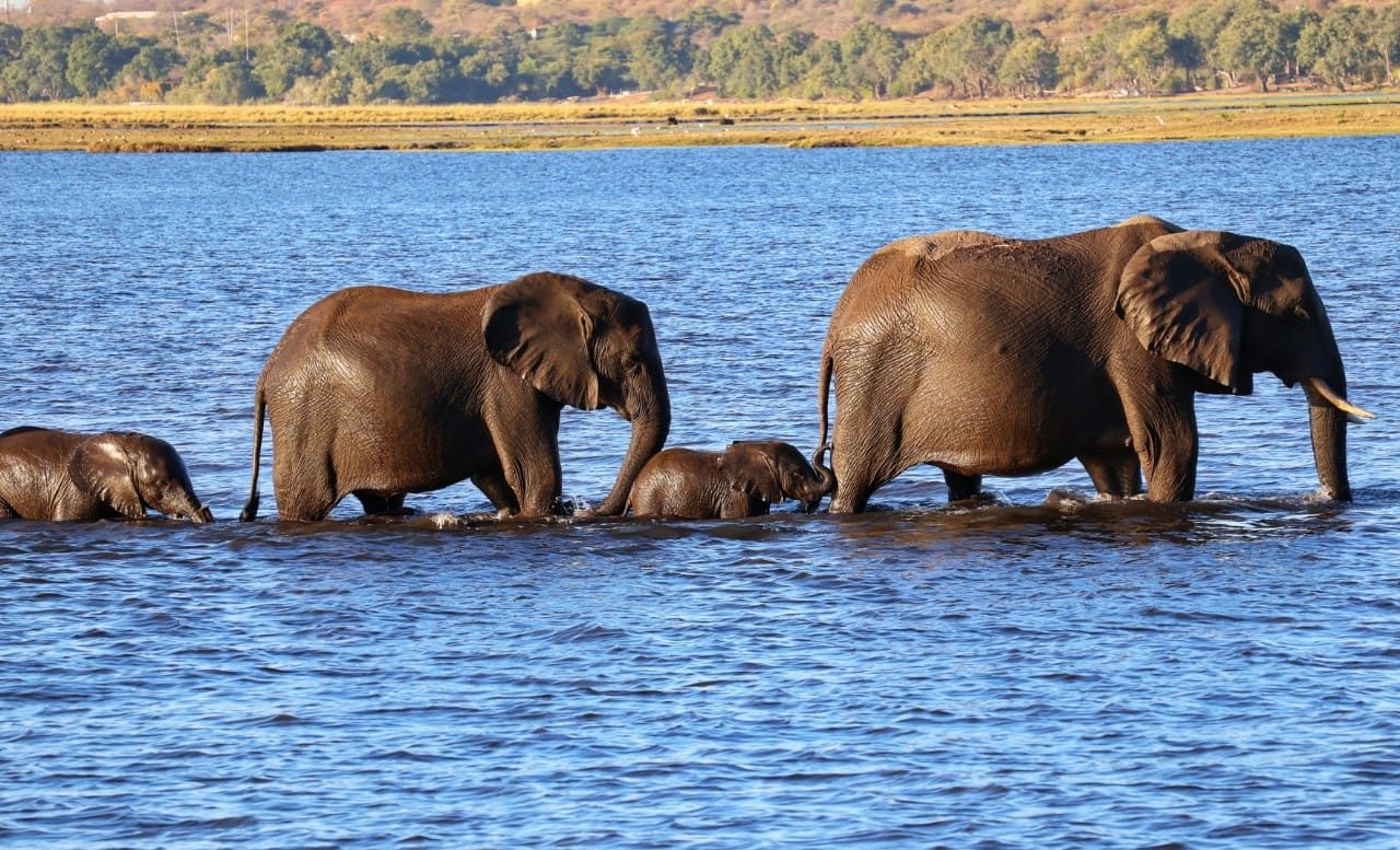Colleen Sims, must credit. Herd of elephants walking through water in Okavango Delta