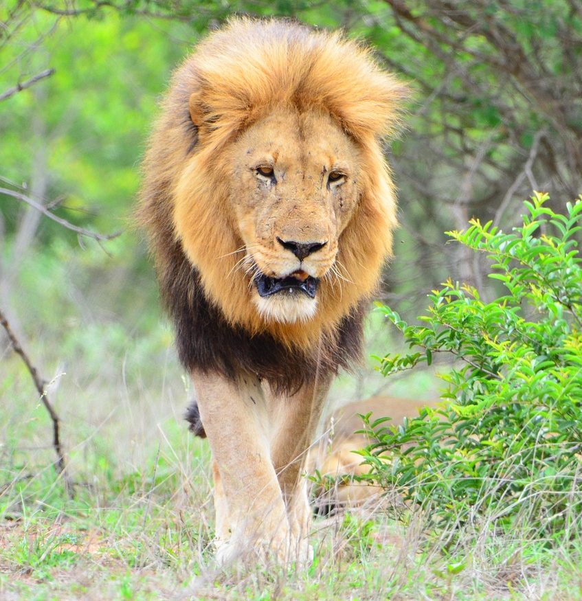 Adult male lion walking through Kruger in green season