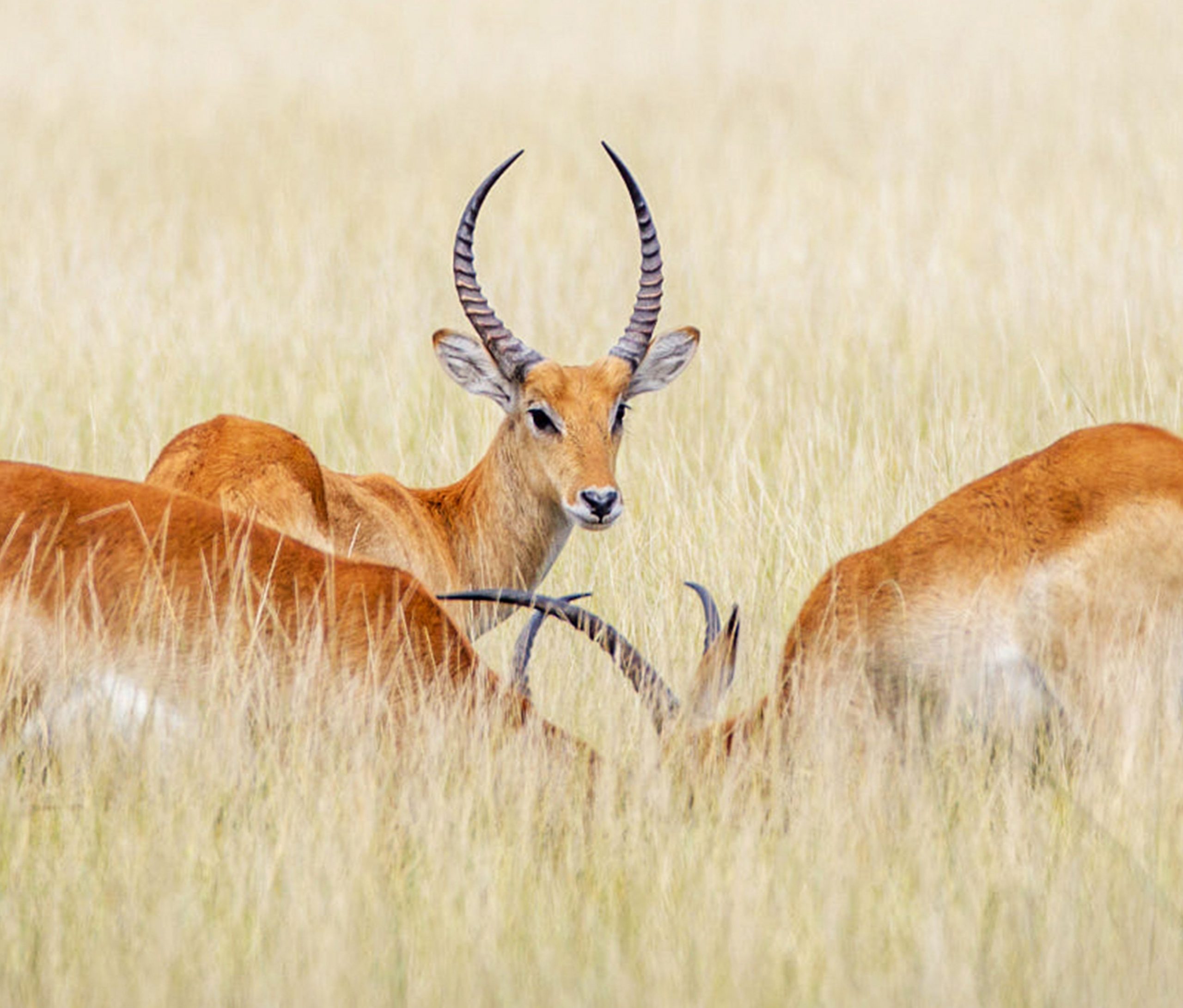 Antelopes in grass of Nxai Pan, highlights of Botswana safari