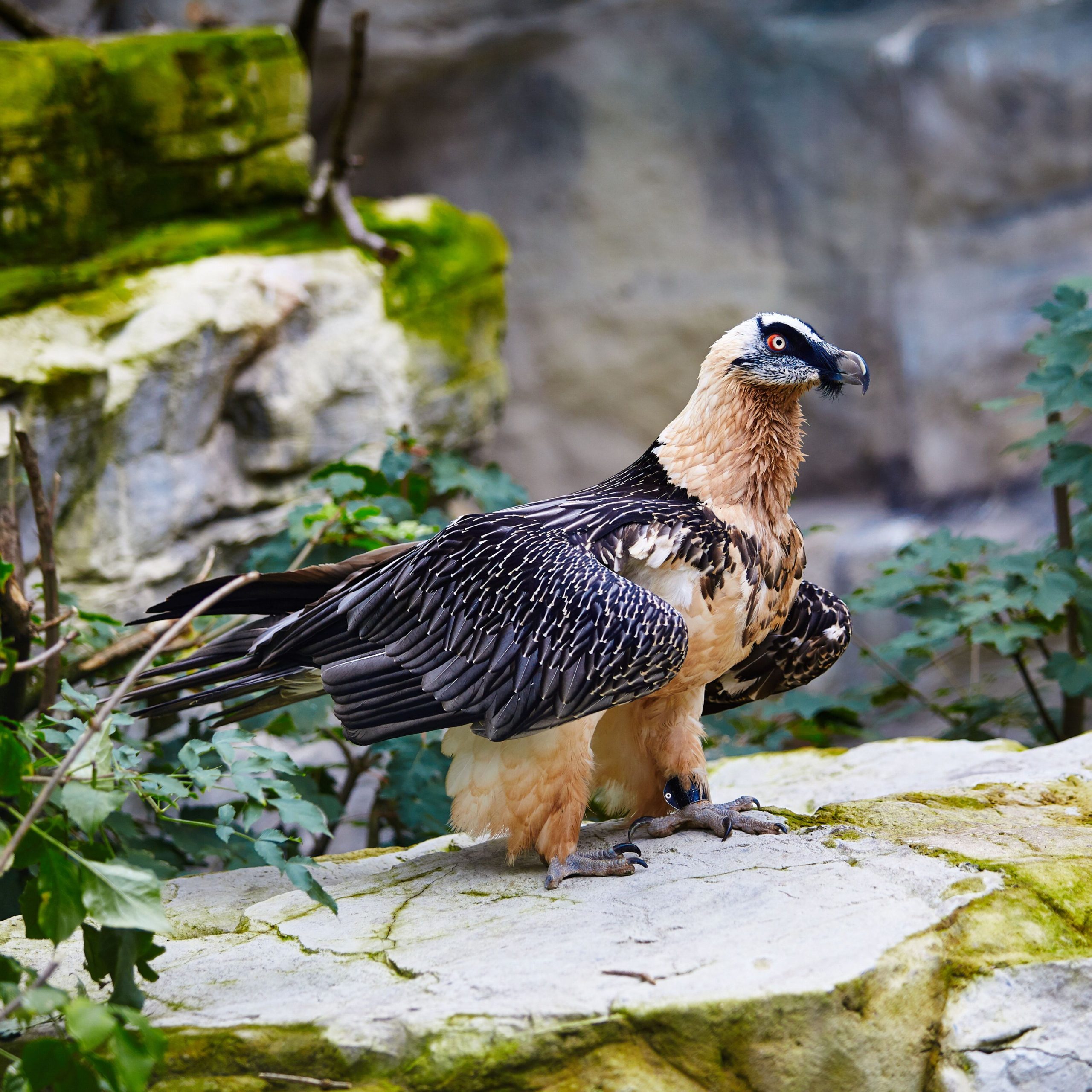 Bearded vulture on a rock