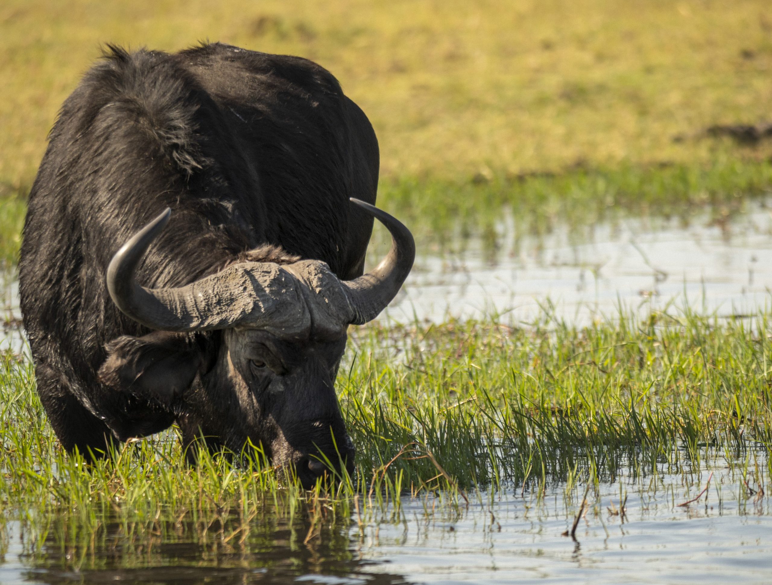 Buffalo eating grass in wetland