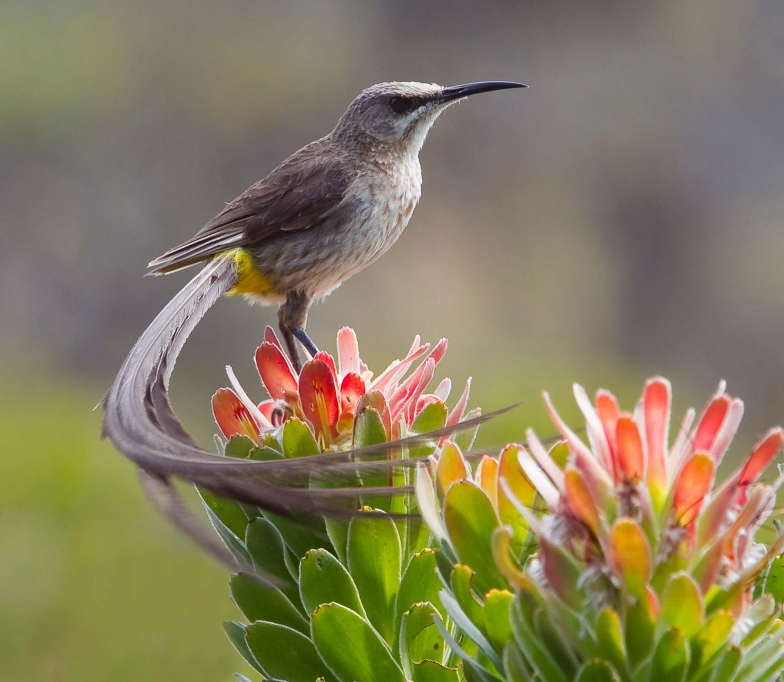 Cape sugarbird on a protea