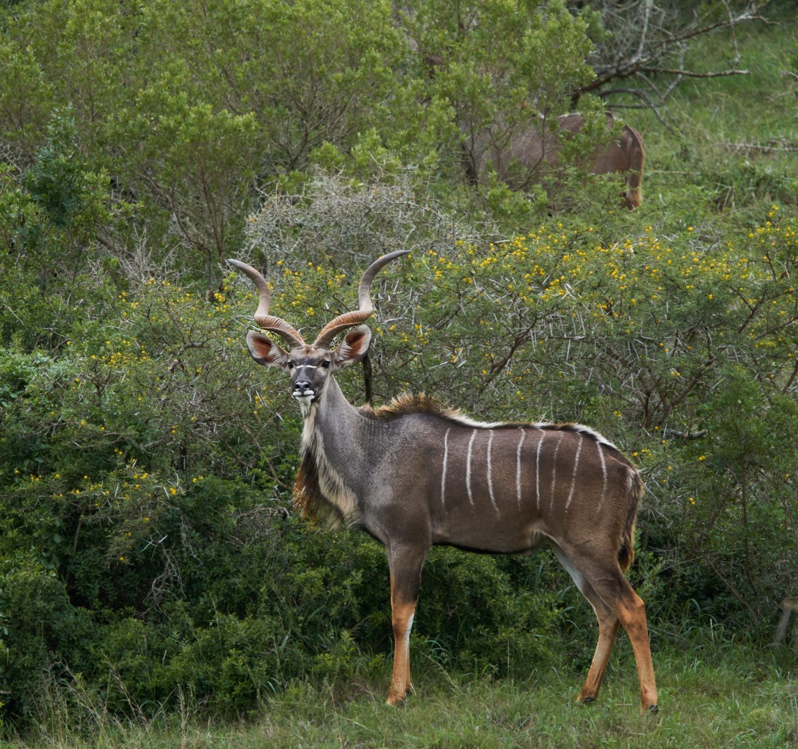 Greater kudu standing against bushes