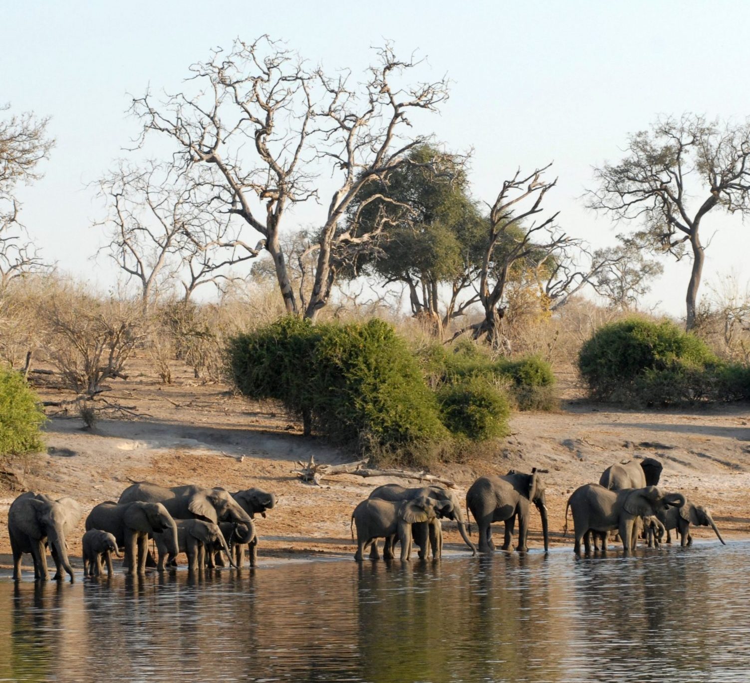 Elephants along Chobe River, highlights of Botswana