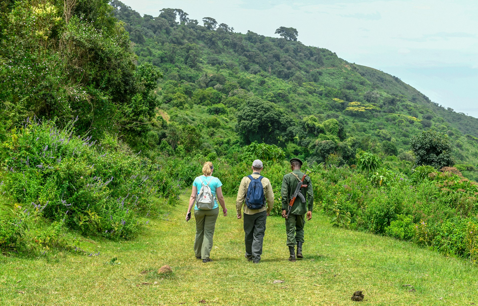 Hikers and ranger walking into forest in search of primates in Africa