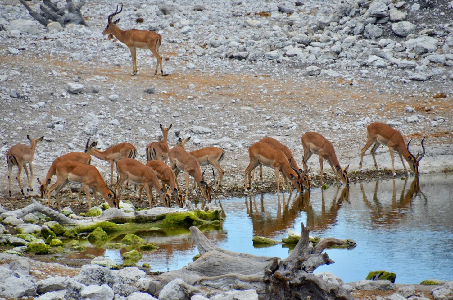 Impala at the Waterhole in Etosha