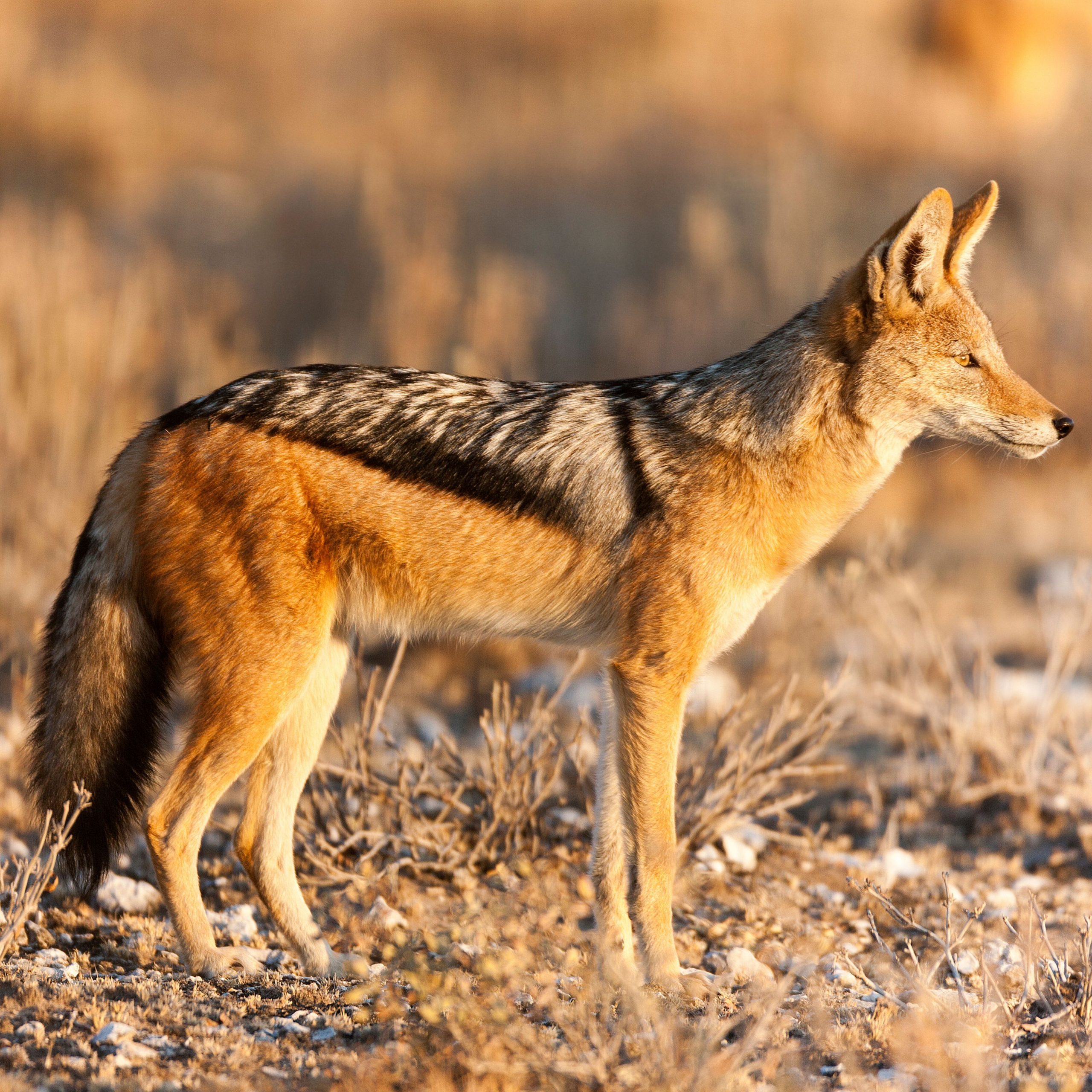 Kalahari jackal in warm light