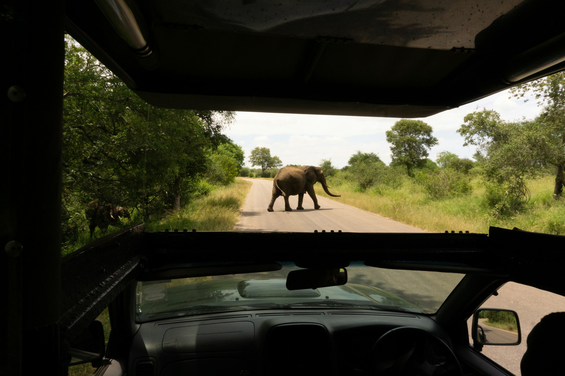 Kruger Park. View from vehicle of elephant walking across the road