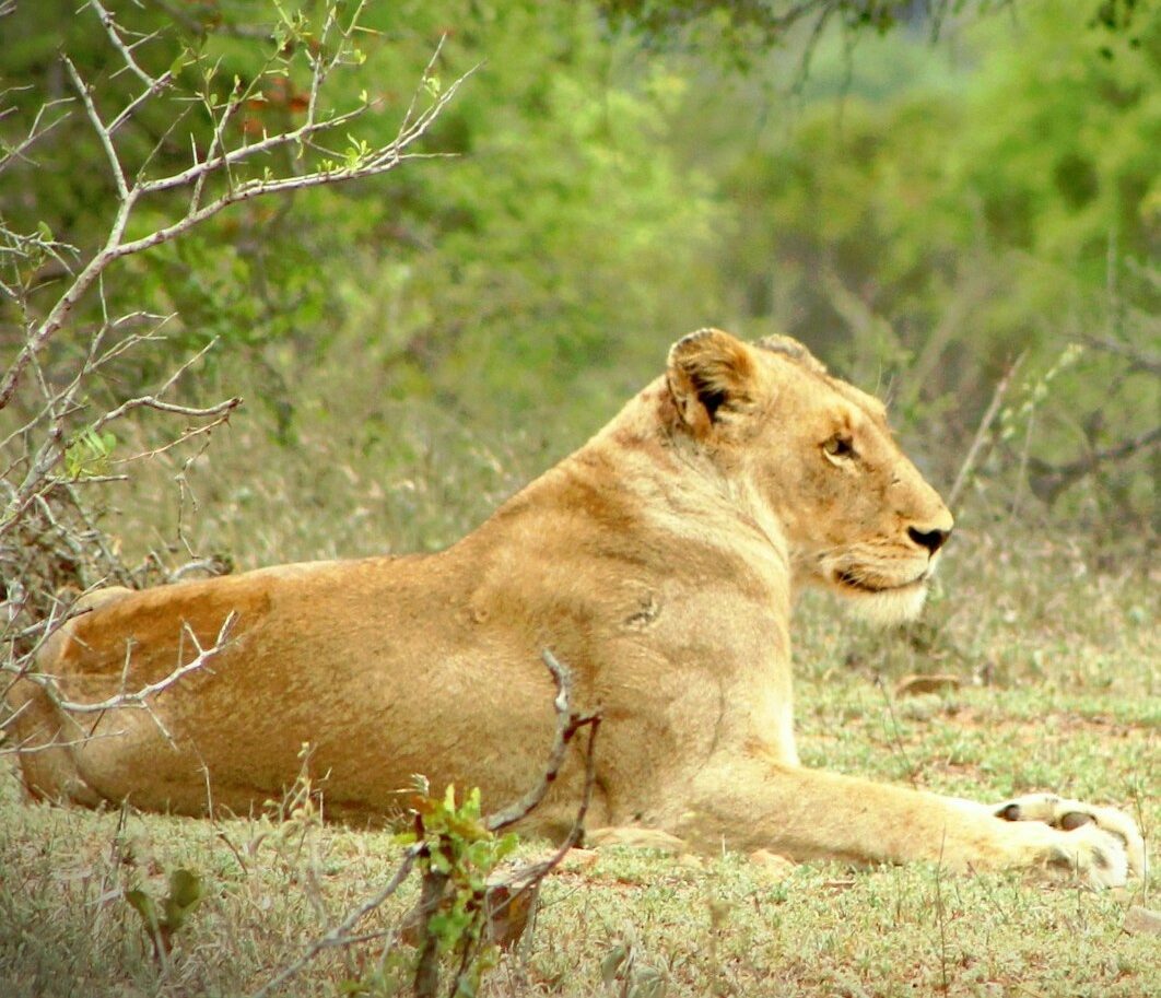 Seated lioness in Kruger National Park, South Africa