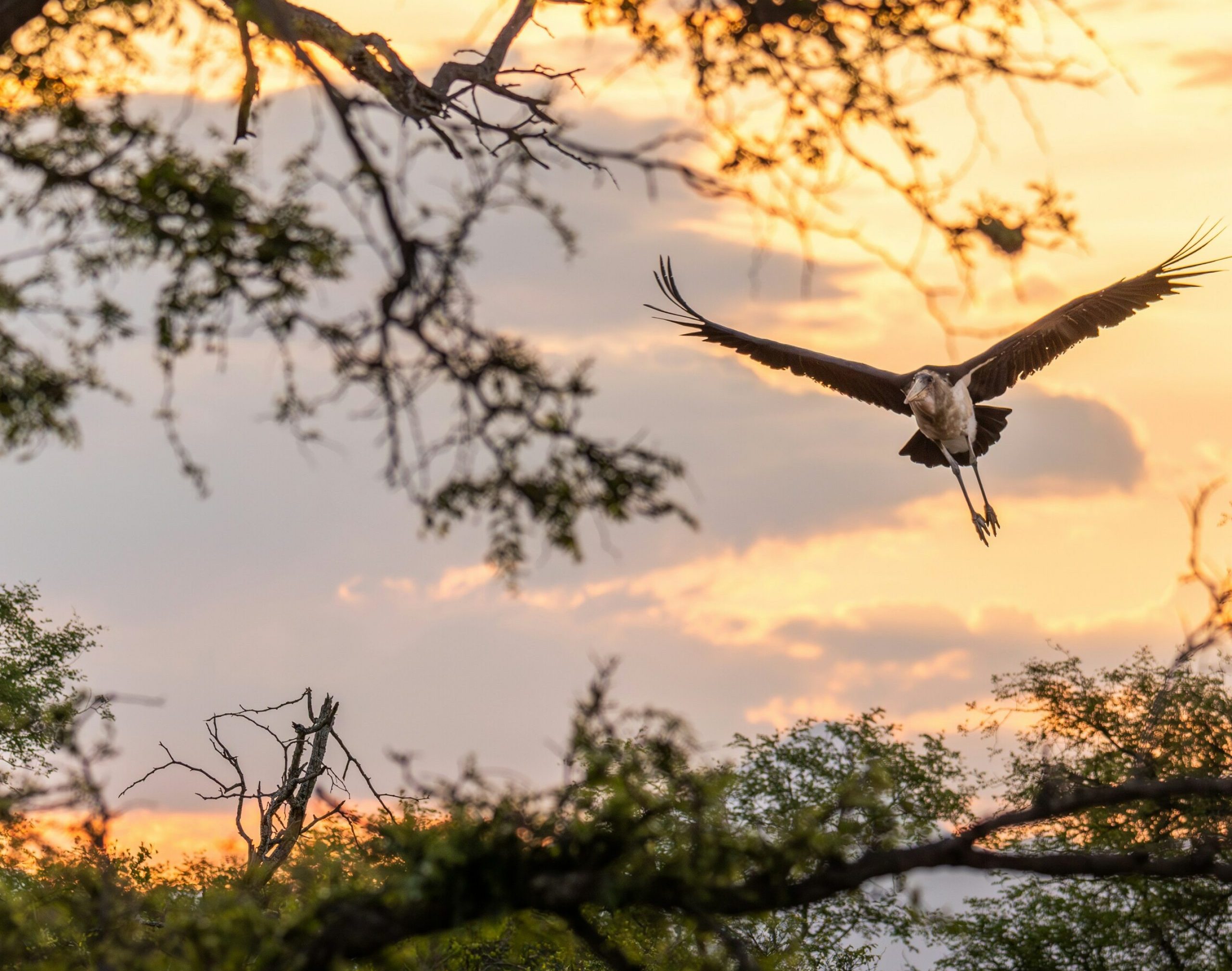 Stork flying into tree in Kruger, South Africa, safari