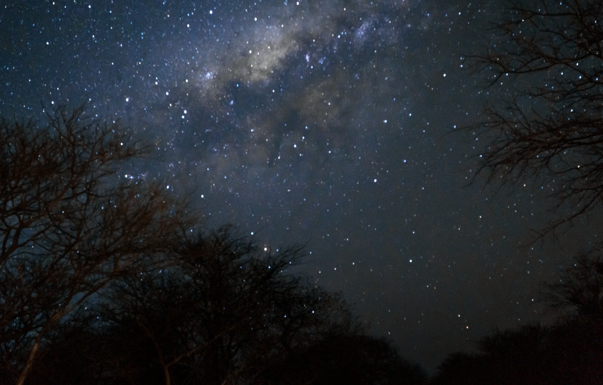 The milky way galaxy seen through silhouetted trees. Tree, stars, galaxy. Nata, Botswana