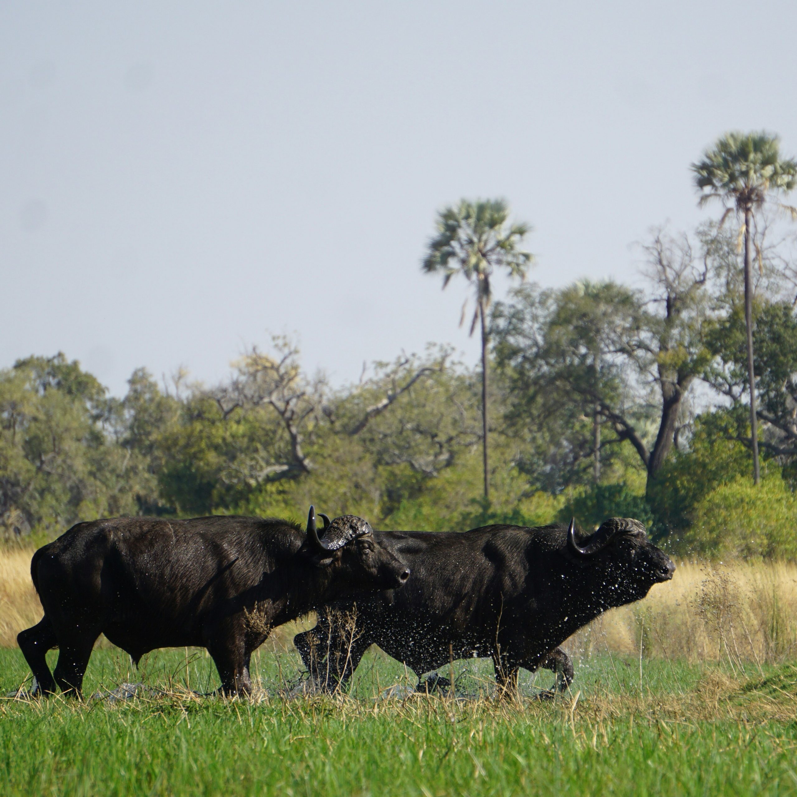 Two buffaloes walking through marshland in Okavango Delta, Botswana safari